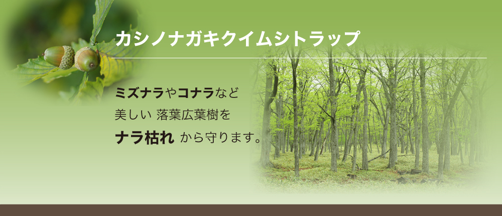 カシノナガキクイムシトラップ　ズナラやコナラなど美しい落葉広葉樹をナラ枯れから守ります。
