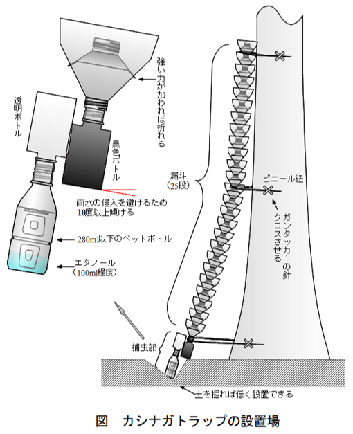 イラスト図　カシナガトラップの設置場